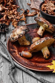 Plate collected in the forest boletus mushrooms on wooden background