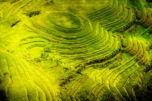 Vietnam rice paddy 