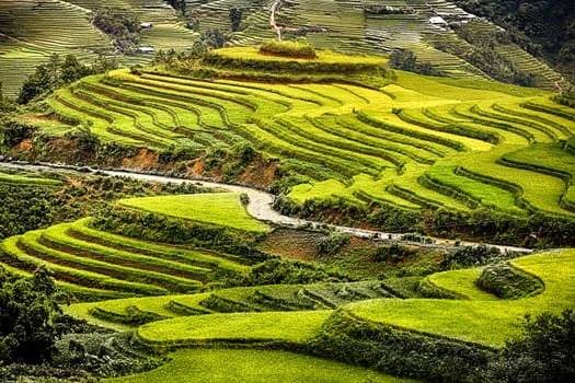 green rice paddy in Vietnam