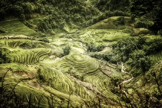 Rice paddy on Vietnam