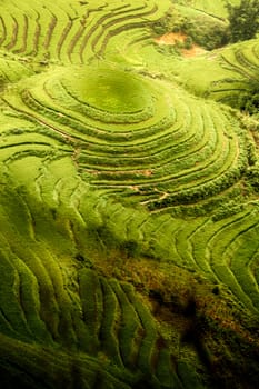 Rice Paddy on Vietnam