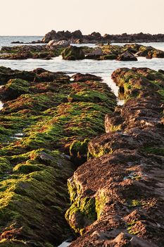 The passetto rocks covered of seaweed at sunrise, Ancona, Italy