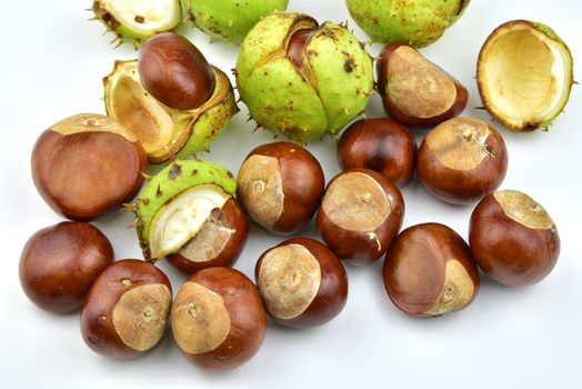 Chesnut burr split open, showing a fresh conker.