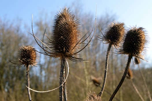 Plants dry on a bottom swindle