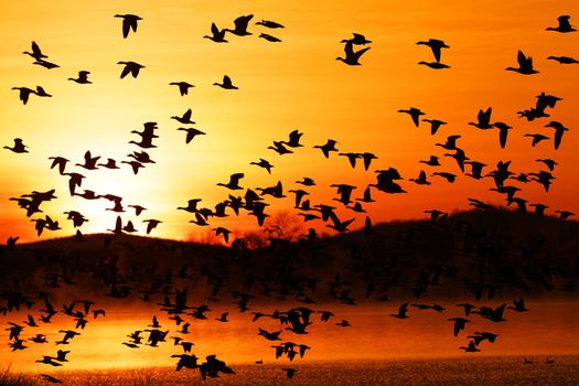 Thousands of migrating Snow Geese ( Chen caerulescens ) fly from a lake in Lancaster County, Pennsylvania, USA.