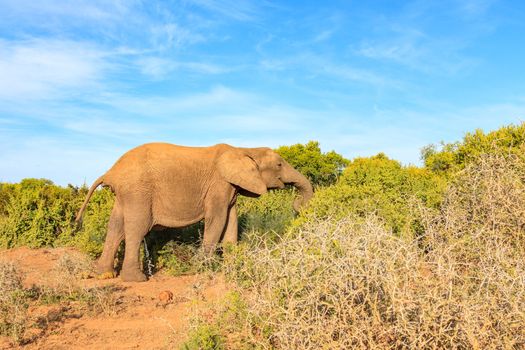 Elephant taking a dump and a wee at the same time and even eating