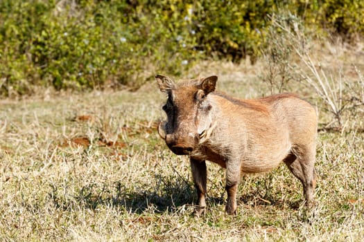 Warthog standing in grass with green srub and looking.