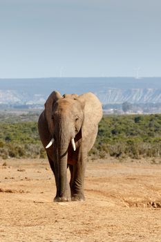 African Bush Elephant staning on brown ground with a green hill