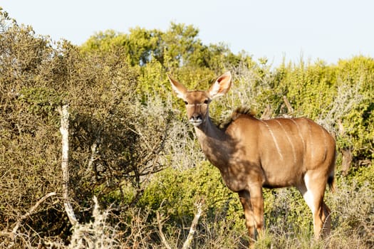 Kudu standing in a green bush looking at you.