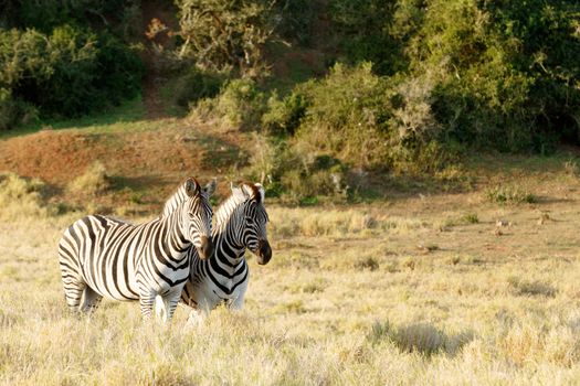 Green bush with Burchell's Zebra standing in a field.