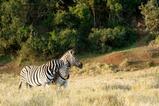 A Zebra giving a good rub against the other in the field.