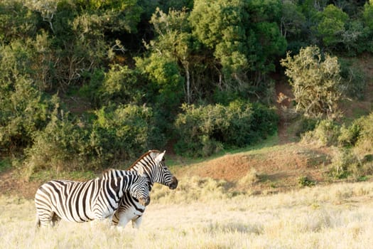 Two Zebra Rubbing some love on each other in the field.