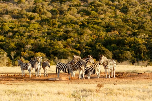 Tribe of Burchells Zebra at the watering hole looking for water.