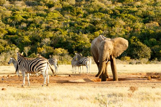 Zebra with African Bush Elephant standing at the watering hole.