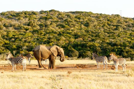 A group of Zebras with an Elephant standing at the dry watering hole.