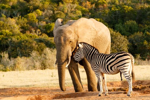 Zebra mocking a huge african bush elephant at the watering hole.