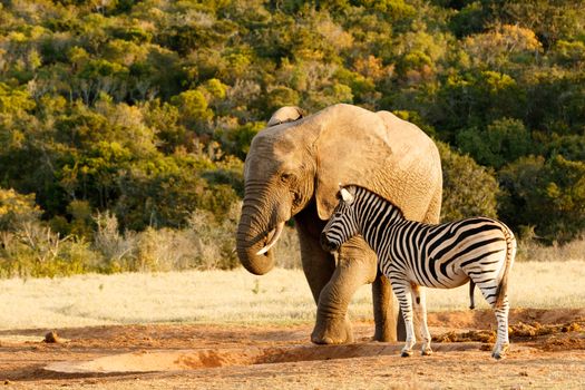 Elephant and Zebra standing at the empty water hole