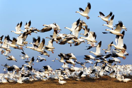 Thousands of migrating Snow Geese ( Chen caerulescens ) fly off after a layover in Lancaster County, Pennsylvania, USA.