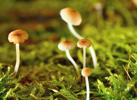 Macro shot of small miniature mushrooms in moss.