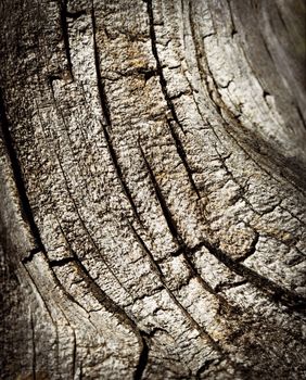 abstract background or texture detail of an old stump with cracks