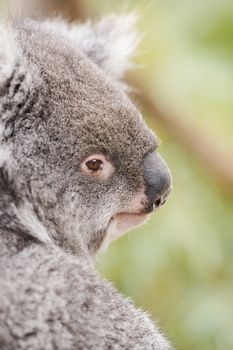 Australian koala outdoors in Tasmania, Australia