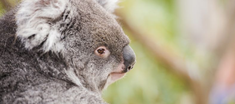 Australian koala outdoors in Tasmania, Australia