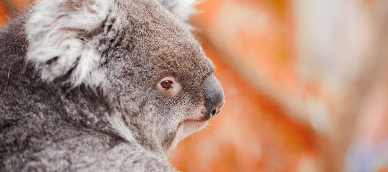 Australian koala outdoors. Tasmania, Australia