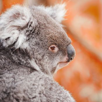 Australian koala outdoors. Tasmania, Australia