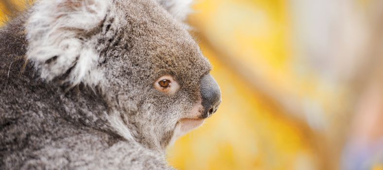 Australian koala outdoors in Tasmania, Australia