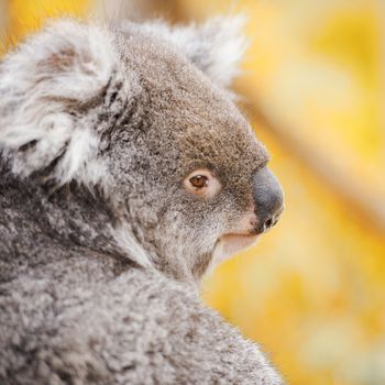 Australian koala outdoors in Tasmania, Australia
