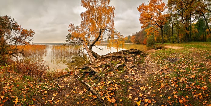 October colorful forest. Foliage trees at a riverbank