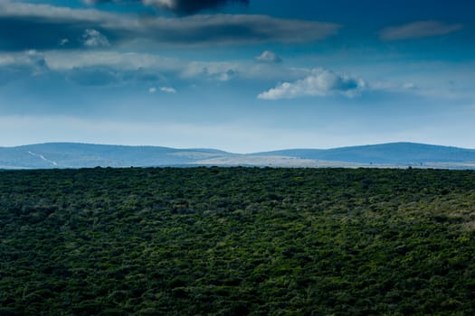 Green field with deep blue skies in Addo South Africa