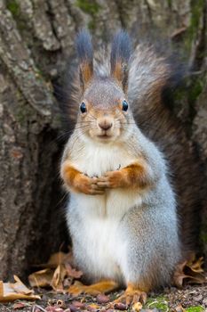 the photograph shows a squirrel on a tree