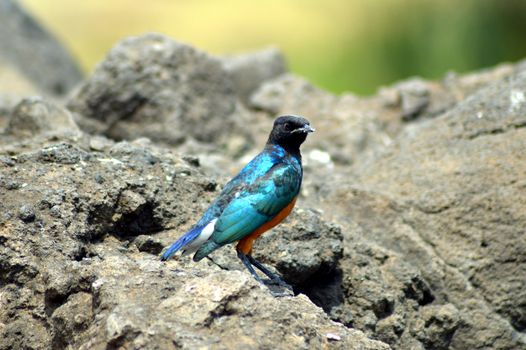 A composed blue and orange bird of color on a rock.