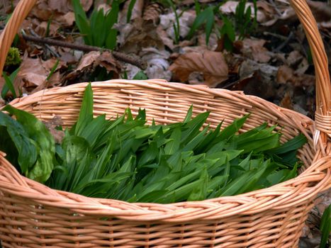 a fresh ramsons or wild garlic in a basket with outside background