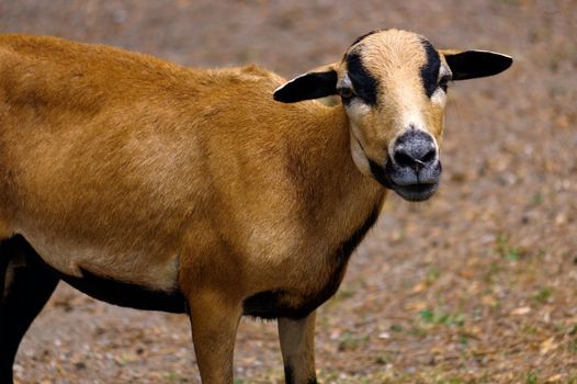 a brown goat grazing in a field, sheep