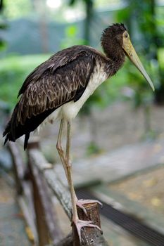 a dark stork sitting on bridge railings ciconia at rainy day. stork.