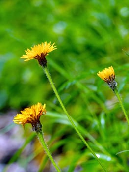 yellow flowers, shallow deep of field green background