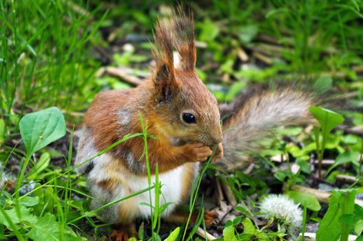 a closeup of a red brown squirrel eating a nut and during sitting on the green ground