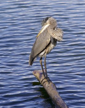 Beautiful photo of a great blue heron near the lake