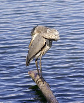 Beautiful image with a great blue heron standing on a log