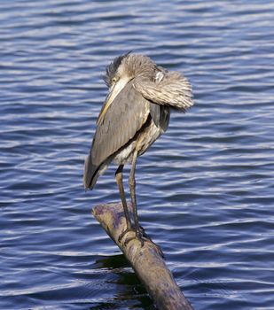 Beautiful picture with a great blue heron