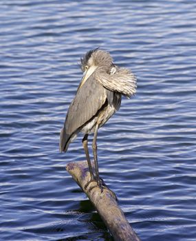 Beautiful background with a great blue heron