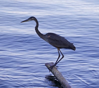 Beautiful picture with a great blue heron on a log in the lake