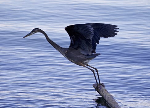 Beautiful photo with a great blue heron jumping from a log