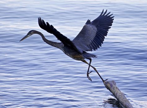 Beautiful image with a great blue heron jumping from a log into the water