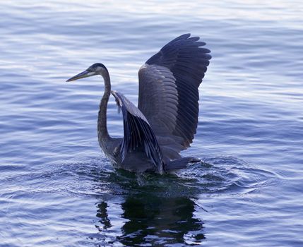 Beautiful image with a great blue heron swimming