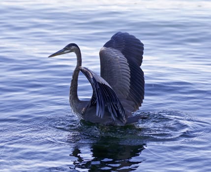 Beautiful photo of a great blue heron swimming in the lake