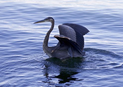 Beautiful picture with a great blue heron