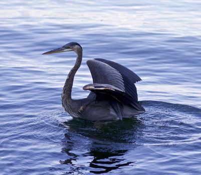 Beautiful background with a great blue heron in the lake